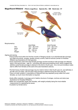 Magnificent Riflebird Ptiloris Magnificus Species No.: 688 Band Size: 07