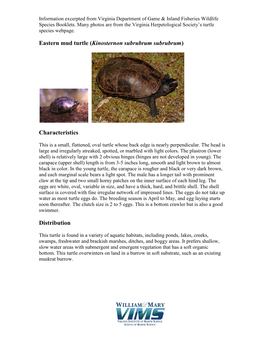 Eastern Mud Turtle (Kinosternon Subrubrum Subrubrum)