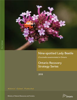 DRAFT Recovery Strategy for the Nine-Spotted Lady Beetle