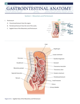 Gastrointestinal Anatomy