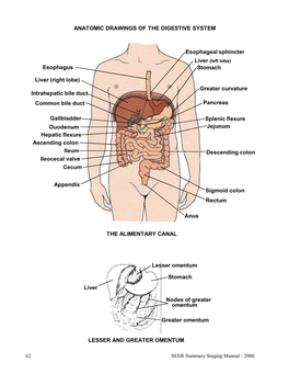 Digestive System