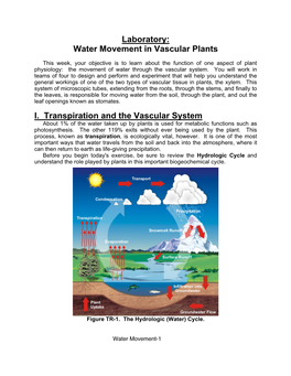 Water Movement in Vascular Plants I. Transpiration and the Vascular