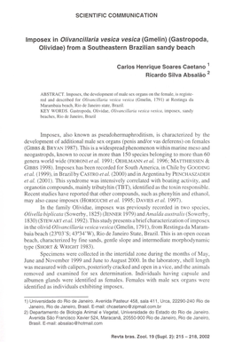 Imposex in Olivancillaria Vesica Vesica (Gmelin) (Gastropoda, Olividae) Trom a Southeastern Brazilian Sandy Beach