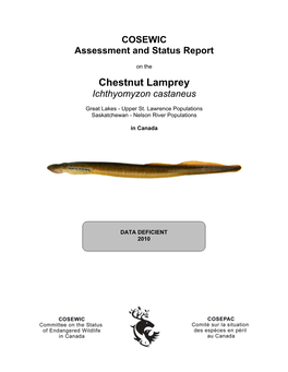 Chestnut Lamprey Ichthyomyzon Castaneus