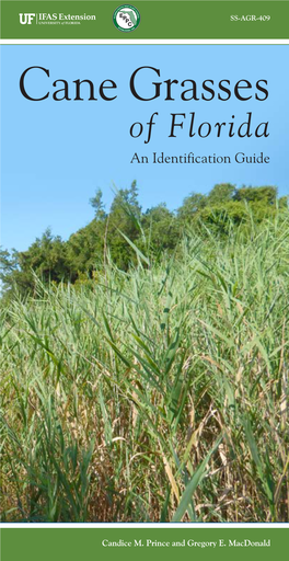 Cane Grasses of Florida an Identification Guide