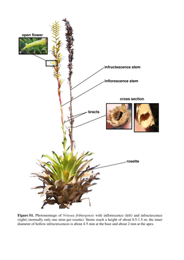 Figure S1. Photomontage of Vriesea Friburgensis with Inflorescence (Left) and Infructescence (Right) (Normally Only One Stem Per Rosette)