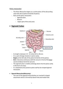 • Sigmoid Colon