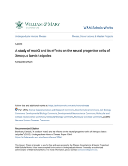 A Study of Matr3 and Its Effects on the Neural Progenitor Cells of Xenopus Laevis Tadpoles