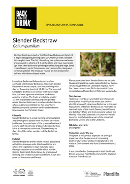 Slender Bedstraw