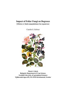 Impact of Foliar Fungi on Dogroses Effekten Av Bladsvampsjukdomar Hos Nyponrosor