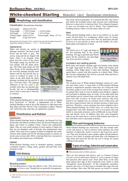 White-Cheeked Starling Mukudori (Jpn) Spodiopsar Cineraceus Morphology and Classiﬁcation They Rarely Breed in Polygamy