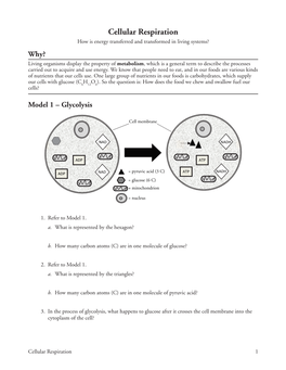 13 Cellular Respiration-S