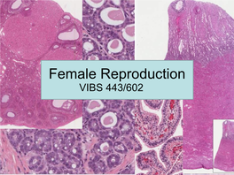 23-Female-Reproduction-System.Pdf