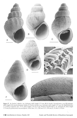 Algida N. Sp., Holotype, Shell, Length 2.72 Mm. B, E, Onoba ? Lacuniformis N