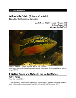 Yellowbelly Cichlid (Trichromis Salvini): Ecological Risk Screening Summary