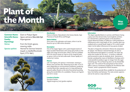 Plant of the Month