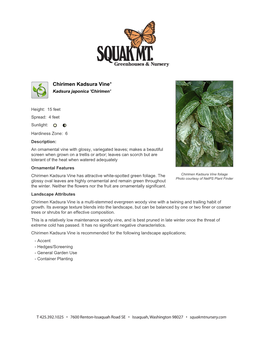 Squak Mountain Nursery Chirimen Kadsura Vine