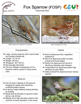 Fox Sparrow (FOSP) Passerella Iliaca