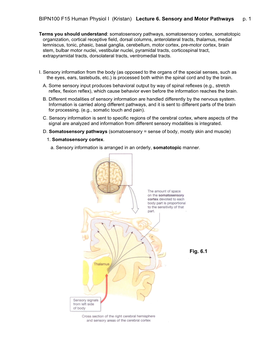 BIPN100 F15 Human Physiol I (Kristan) Lecture 6. Sensory and Motor Pathways P