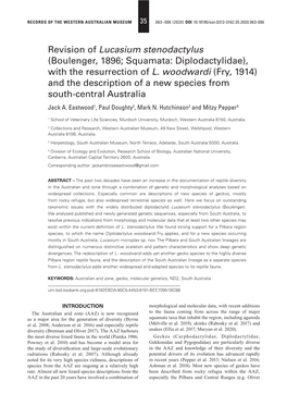 Revision of Lucasium Stenodactylus (Boulenger, 1896; Squamata: Diplodactylidae), with the Resurrection of L