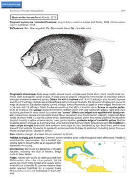 Holacanthus Bermudensis Goode, 1876 Frequent Synonyms / Misidentifications: Angelichthys Isabelita Jordan and Rutter, 1898 / Holacanthus Ciliaris Linnaeus, 1758