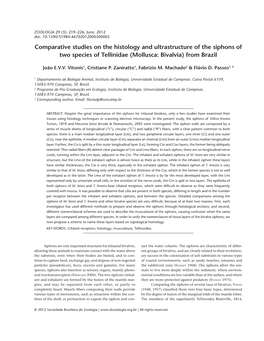 Comparative Studies on the Histology and Ultrastructure of the Siphons of Two Species of Tellinidae (Mollusca: Bivalvia) from Brazil