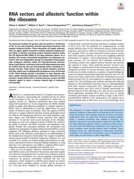 RNA Sectors and Allosteric Function Within the Ribosome