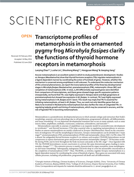 Transcriptome Profiles of Metamorphosis in the Ornamented Pygmy Frog Microhyla Fissipes Clarify the Functions of Thyroid Hormone Receptors in Metamorphosis