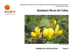 Quelques Fleurs De L'ubac