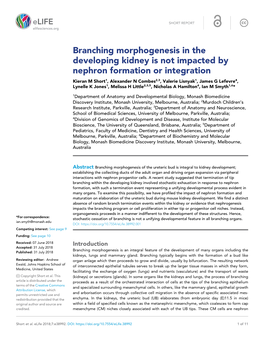 Branching Morphogenesis in the Developing Kidney Is Not Impacted