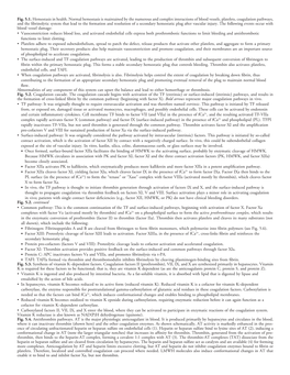 Fig. 5.1. Hemostasis in Health. Normal Hemostasis Is Maintained by The