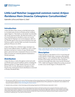 Little Leaf Notcher (Suggested Common Name) Artipus Floridanus Horn (Insecta: Coleoptera: Curculionidae)1 Gabrielle Latora and Adam G