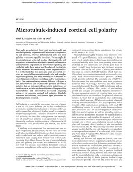 Microtubule-Induced Cortical Cell Polarity