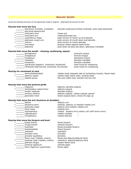 Muscular System