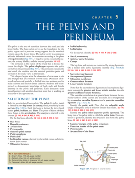 The Pelvis and Perineum