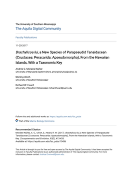 Crustacea: Peracarida: Apseudomorpha), from the Hawaiian Islands, with a Taxonomic Key