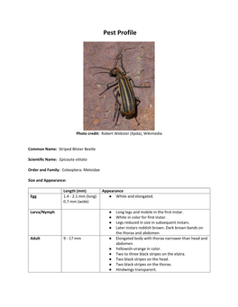 Striped Blister Beetle