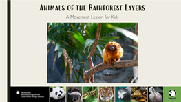 The Layers of the Rainforest