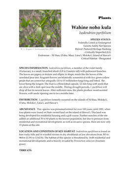 Wahine Noho Kula Isodendrion Pyrifolium