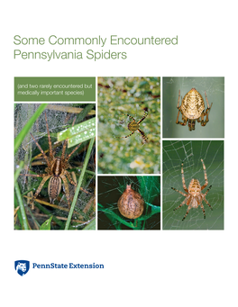 Some Commonly Encountered Pennsylvania Spiders