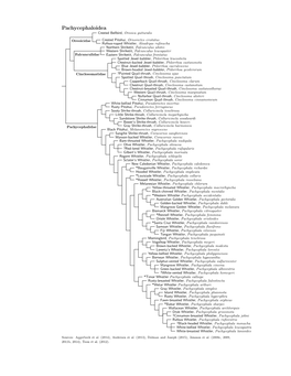 Pachycephaloidea Species Tree