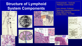 Structure of Lymphoid System Components