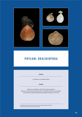 Phylum: Brachiopoda