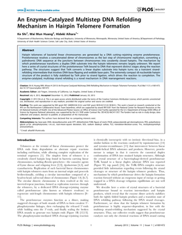 An Enzyme-Catalyzed Multistep DNA Refolding Mechanism in Hairpin Telomere Formation