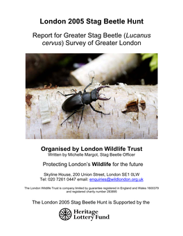 London 2005 Stag Beetle Hunt