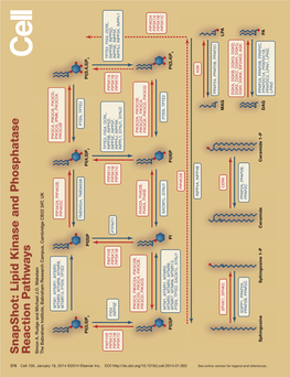 Snapshot: Lipid Kinase and Phosphatase Reaction Pathways Simon A