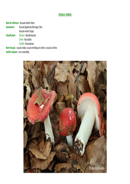 Russula Nobilis Sp-P1-MJ-VU-26-4-14