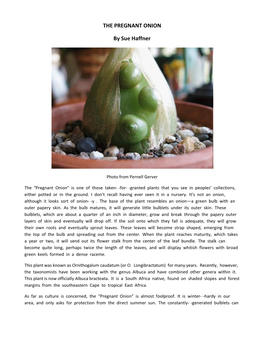 THE PREGNANT ONION by Sue Haffner