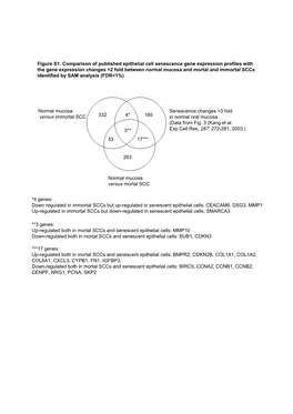 Down Regulated in Immortal Sccs but Up-Regulated in Senescent Epithelial