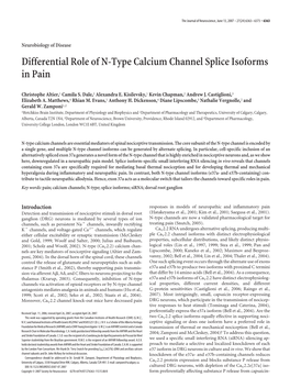 Differential Role of N-Type Calcium Channel Splice Isoforms in Pain